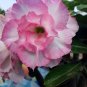 2 Pcs Adenium Light Orangish Pink Flower Seeds
