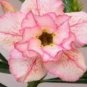 2 Pcs Adenium Light Orangish Pink Flower Seeds