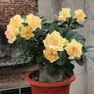 2 Pcs Adenium Golden Petals with Light Pink Edge Flower Seed 2 Pcs Adenium Golden Petals with Light Pink Edge Flower Seed