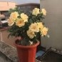 2 Pcs Adenium Golden Petals with Light Pink Edge Flower Seed