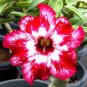2 Pcs Adenium Dark Red & White Flower Seeds