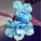 2 Pcs Adenium White Petals with Blue Edge Flower Seeds 2 Pcs Adenium White Petals with Blue Edge Flower Seeds