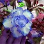 2 Pcs Adenium White Petals with Blue Edge Flower Seeds
