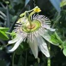 30 Pcs Passiflora Purely White Flower Seeds 30 Pcs Passiflora Purely White Flower Seeds
