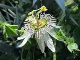 30 Pcs Passiflora Purely White Flower Seeds