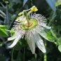 30 Pcs Passiflora Purely White Flower Seeds