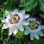 30 Pcs Passiflora Purely White Flower Seeds