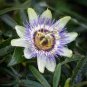 30 Pcs Passiflora Purely White Flower Seeds