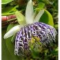 30 Pcs Passiflora actinia Flower Seeds