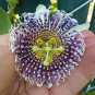 30 Pcs Passiflora actinia Flower Seeds