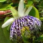 30 Pcs Passiflora actinia Flower Seeds