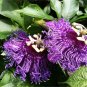 30 Pcs Passiflora Temptation Flower Seeds