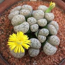 10 Pcs Rare Lithops Hybrid Seeds