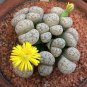 10 Pcs Rare Lithops Hybrid Seeds