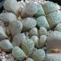 10 Pcs Rare Lithops Hybrid Seeds