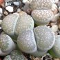 10 Pcs Rare Lithops Hybrid Seeds