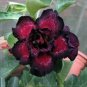 2 Pcs Black-to-white-to-red Adenium Flower