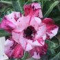 2 Pcs Milky White & Deep Red Adenium Garden Flower Seeds