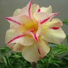 2 Pcs Adenium Light Yellow-to Dark Red Single Petals Bonsai Flower 2 Pcs Adenium Light Yellow-to Dark Red Single Petals Bonsai Flower