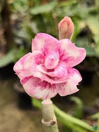2 Pcs Adenium Purely Pink Desert Rose with Sweet Perfume Bonsai