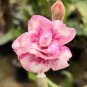 2 Pcs Adenium Purely Pink Desert Rose with Sweet Perfume Bonsai