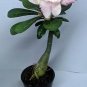2 Pcs Adenium Purely Pink Desert Rose with Sweet Perfume Bonsai