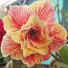 2 Pcs Adenium Light Orange Double Petals Dark Red Stripes Desert Rose Bonsai 2 Pcs Adenium Light Orange Double Petals Dark Red Stripes Desert Rose Bonsai