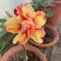 2 Pcs Adenium Light Orange Double Petals Dark Red Stripes Desert Rose Bonsai