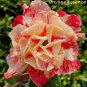 2 Pcs Adenium Light Orange Double Petals Dark Red Stripes Desert Rose Bonsai
