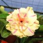 2 Pcs Heirloom 'Yellow Face' Yellow Desert Rose with Red Stripe Flower Seeds