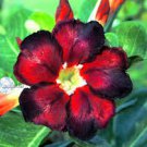 2 Pcs 'Black Fire' Adenium Obesum Seeds
