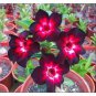 2 Pcs 'Black Fire' Adenium Obesum Seeds