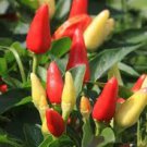 35 Pcs ORNAMENTAL HOT PEPPER SEEDS PRAIRIE FIRE EDIBLE! GROW INSIDE OR OUT! 35 Pcs ORNAMENTAL HOT PEPPER SEEDS PRAIRIE FIRE EDIBLE! GROW INSIDE OR OUT!