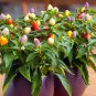 35 Pcs ORNAMENTAL HOT PEPPER SEEDS PRAIRIE FIRE EDIBLE! GROW INSIDE OR OUT!