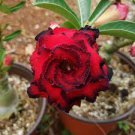 2 Pcs Rosy Adenium Obesum Hassadee Red Desert Rose Flowers Seeds