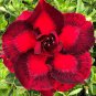 2 Pcs Rosy Adenium Obesum Hassadee Red Desert Rose Flowers Seeds