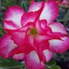 2 Pcs Rosy Adenium Obesum Triple Amazing Desert Rose Flowers Seeds
