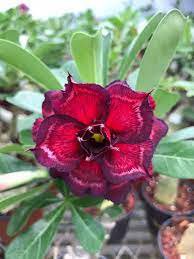 2 Pcs Rosy Adenium Obesum IRIN Desert Rose Flowers Seeds