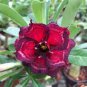 2 Pcs Rosy Adenium Obesum IRIN Desert Rose Flowers Seeds