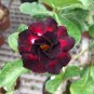 2 Pcs Rosy Adenium Obesum IRIN Desert Rose Flowers Seeds