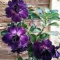 2 Pcs Rosy Adenium Obesum Kusuma Violet Desert Rose Flowers Seeds