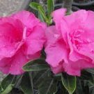 2 Pcs Rosy Adenium Obesum Hassadee Pink Desert Rose Flowers Seeds