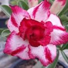 2 Pcs Variegated Adenium Obesum Harry Desert Rose Flowers Seeds