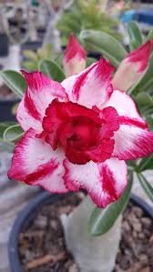 2 Pcs Variegated Adenium Obesum Harry Desert Rose Flowers Seeds