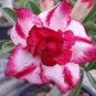 2 Pcs Variegated Adenium Obesum Harry Desert Rose Flowers Seeds