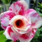 2 Pcs Rosy Adenium Obesum Chotratsamee Desert Rose Flowers Seeds