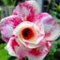 2 Pcs Rosy Adenium Obesum Chotratsamee Desert Rose Flowers Seeds