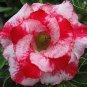 2 Pcs Rosy Adenium Obesum Chotratsamee Desert Rose Flowers Seeds