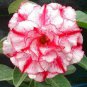 2 Pcs Rosy Adenium Obesum Chotratsamee Desert Rose Flowers Seeds