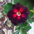 2 Pcs Rosy Adenium Obesum Black Red Desert Rose Flowers Seeds
